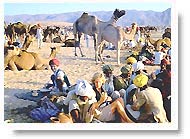 Pushkar Camel fair