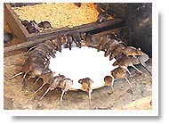Karni Mata Temple-Bikaner